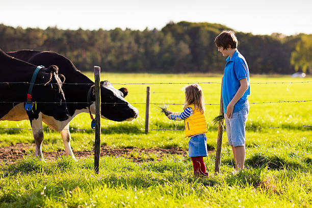 istock Happy kids feeding cow on a farm 589978826
