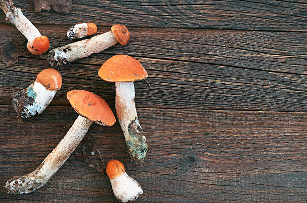 istock Orange-cap boletus mushrooms 589981968