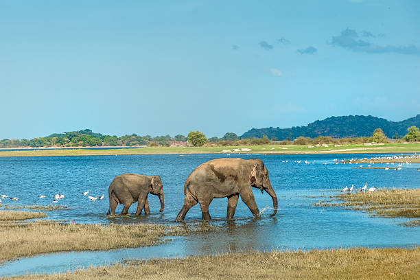 It's bath time at Sri Lanka's Pinnawella Elephant orphanage. An action shot as the mother elephant raises her trunk to hose off the dust and mud. Eos 5d. See more Asian animals in