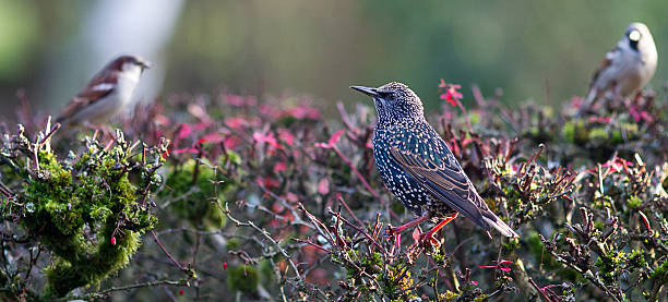one starling bird looking at two house sparrows on bush