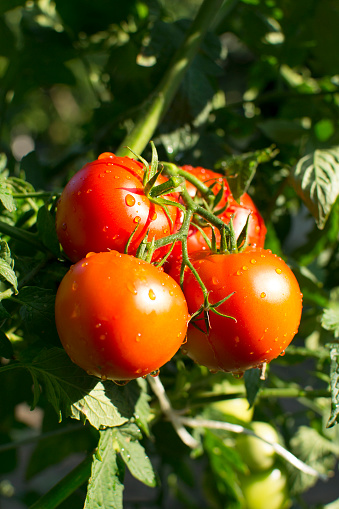 Tomato, Vegetable Garden, Vine - Plant