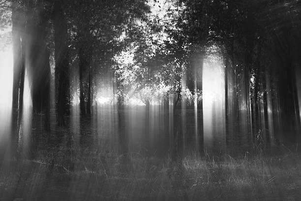 istock Abstract and mysterious background of blurred forest 589984864