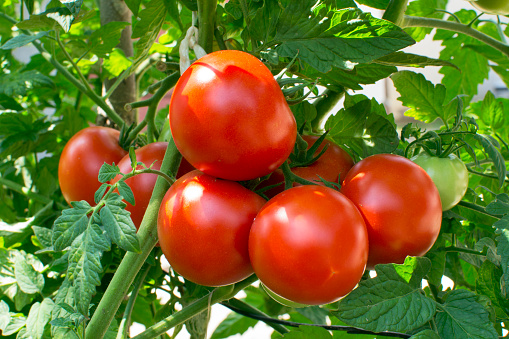 Homegrown tomates photo