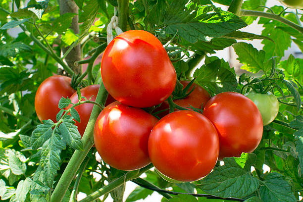 Homegrown tomatoes Tomato, Vegetable Garden, Vine - Plant vine tomatoes stock pictures, royalty-free photos & images