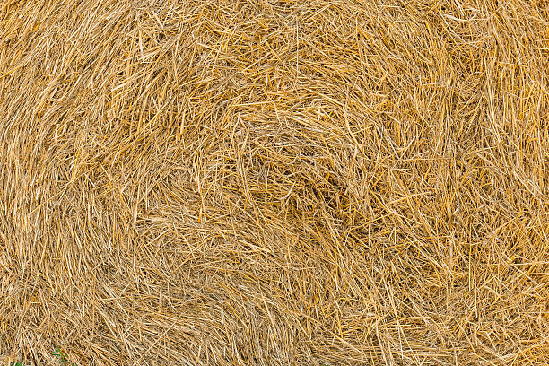 istock Close up of straw bale 589985408