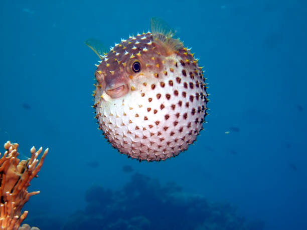 Yellowspotted Burrfish, Cyclichthys spilostylus, Sharm el Sheikh, Sinai, Red Sea, Egypt  bristle stock pictures, royalty-free photos & images