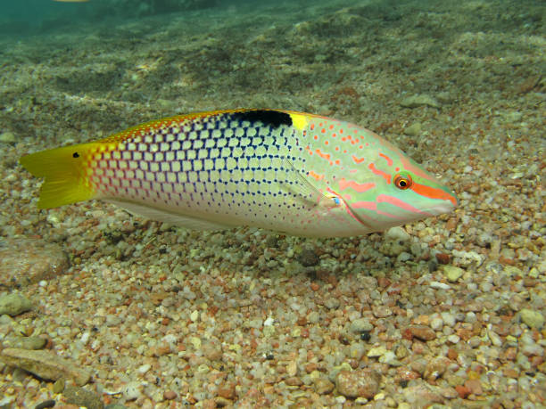 Checkerboard wrasse (Halichoeres hortulanus), Red Sea, Egypt  halichoeres hortulanus stock pictures, royalty-free photos & images