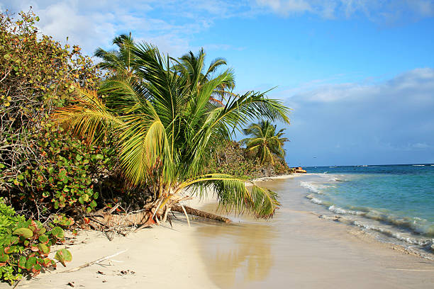 Flamenco beach on Culebra Island, Puerto Rico Flamenco beach on Culebra Island, Puerto Rico, with a palm, bushes and far view of an old rusted US army tank culebra island photos stock pictures, royalty-free photos & images