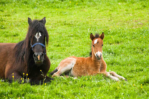 Mare and foal sitting on green meadow in springtime, looking at the camera curiously.