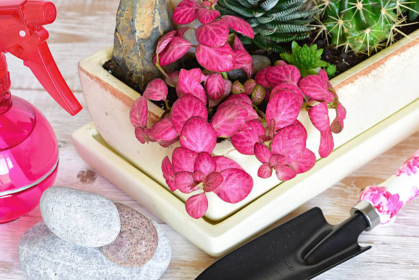 istock room flowers in a pot 590040660