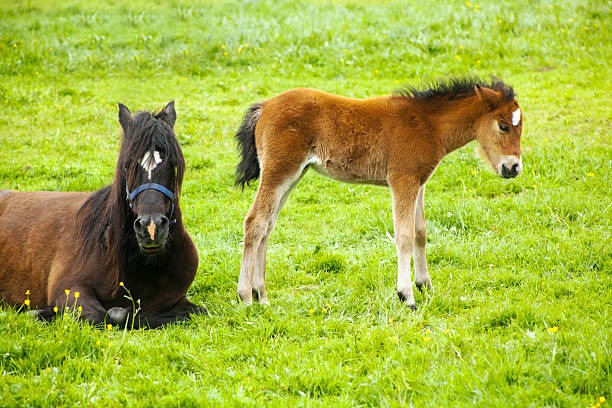istock Mare and foal on green meadow. 590040860