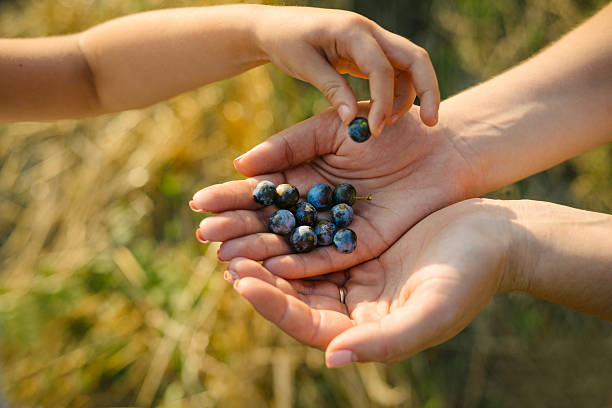istock Mothers and childs hands with berries 590040880