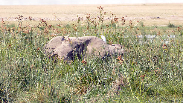 istock Elephant in Safari at Wild with birds 590042062