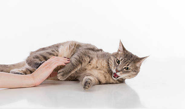 istock Woman Hand Touch Gray Cat and Play. 590042312