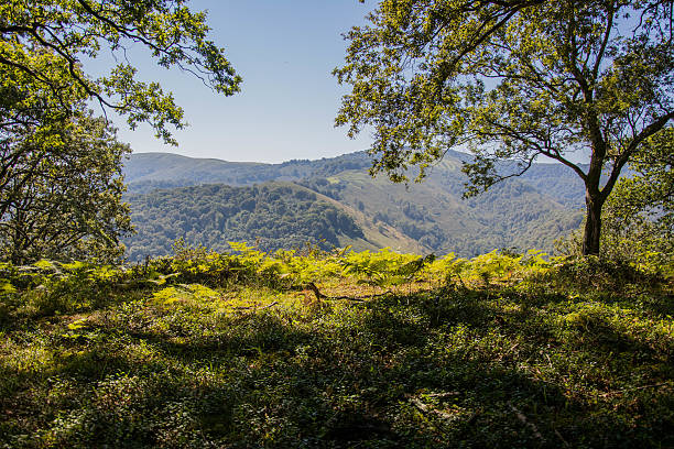 istock Seeing the green forest in summer, with orange colors 590044236