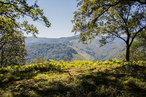 istock Seeing the green forest in summer, with orange colors 590044286