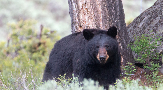 Female American Black Bear (Ursus americanus) near Roosevelt Lodge in Yellowstone National Park in Wyoming USA