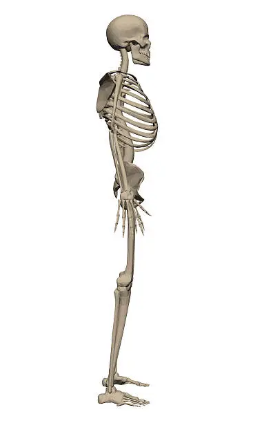 Vector illustration of Skeleton