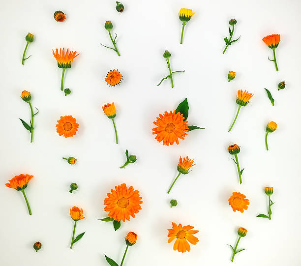 Colorful pattern of calendula flowers on white background. Flat lay Colorful bright pattern of orange calendula flowers on white background. Flat lay, top view, natural background field marigold stock pictures, royalty-free photos & images