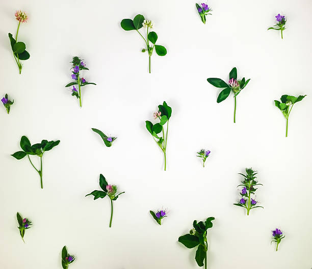 istock Colorful pattern of meadow flowers on white background. Flat lay 590047916