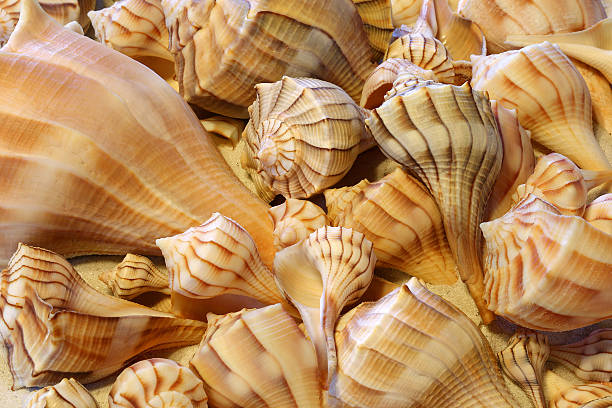 istock Close up view of Lightning Whelk shells sitting on sand 590049106