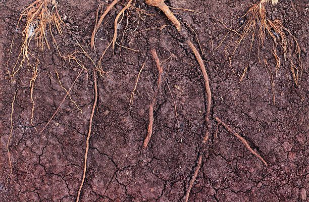 istock The root of the tree in the ground 590049430