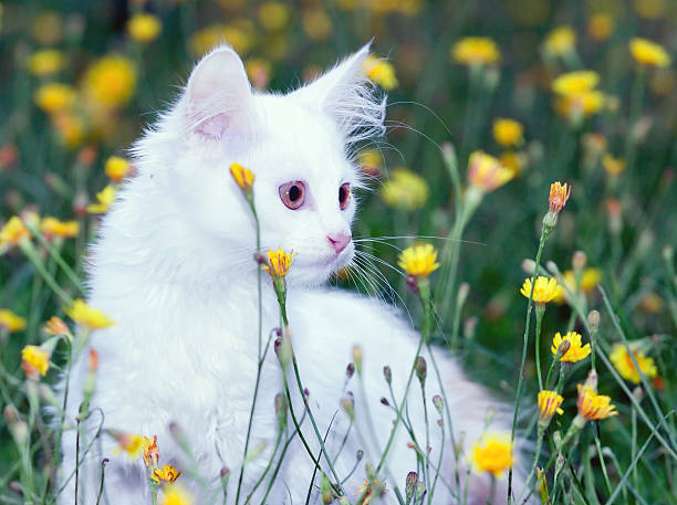 istock toned portrait of a cute white fluffy cat 590049842