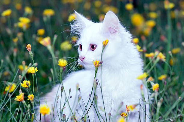 istock cute white fluffy cat on the meadow with dandelions. 590049882