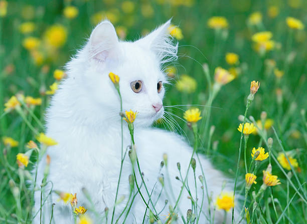 istock portrait of a cute white fluffy cat 590049916