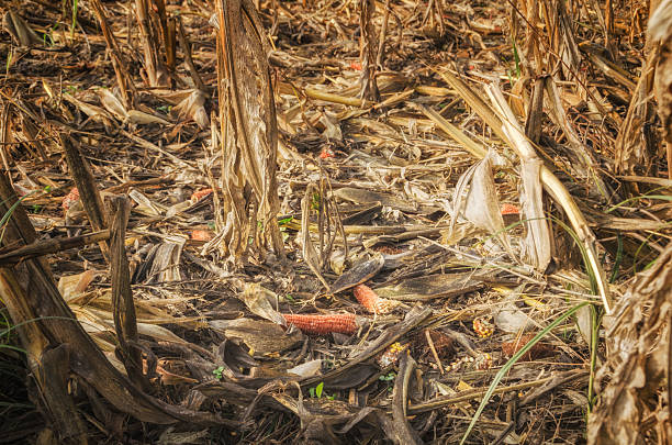 zerstörter mais liegt auf dem maisfeld - crop damage stock-fotos und bilder