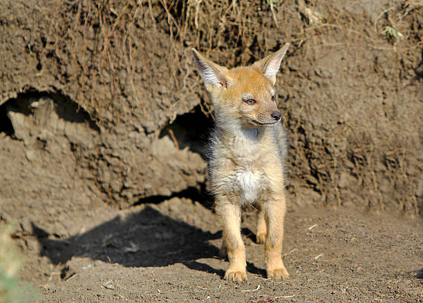 istock Baby jackal standing outside his den 590050612