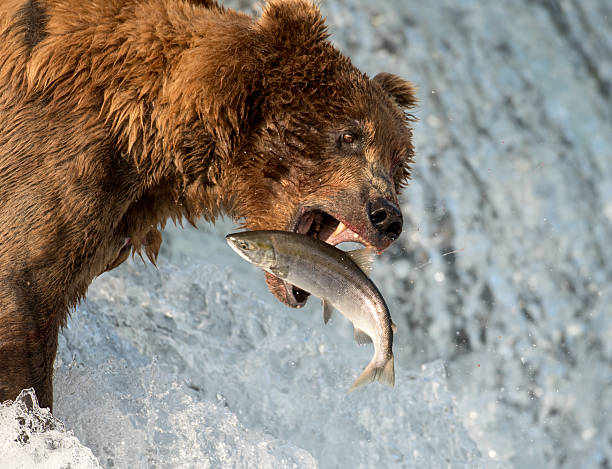 istock Alaskan brown bear attempting to catch salmon 590050872