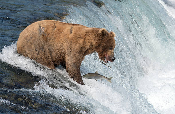 istock Alaskan brown bear attempting to catch salmon 590051322