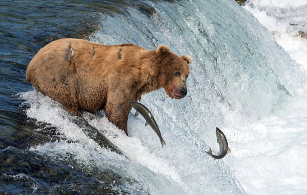 istock Alaskan brown bear attempting to catch salmon 590051382