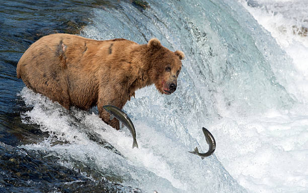 istock Alaskan brown bear attempting to catch salmon 590051404