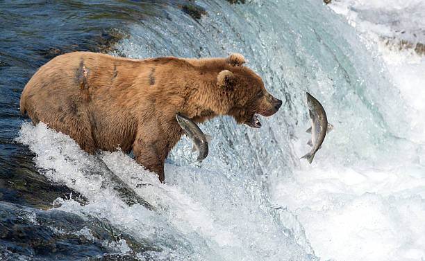 istock Alaskan brown bear attempting to catch salmon 590051432