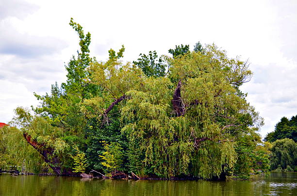 plants growing close to a lake in late summertime