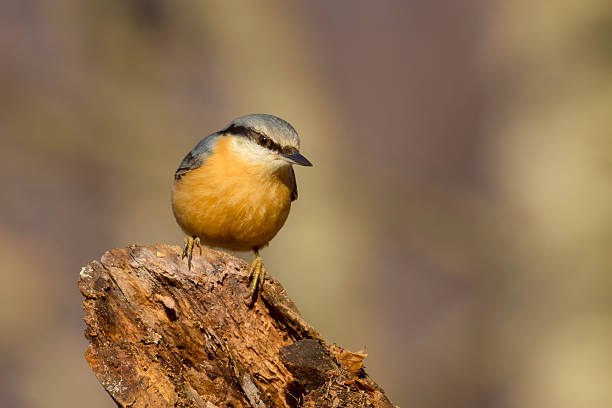 istock Eurasian Nuthatch - Sitta europaea sitting on the tree 590051998
