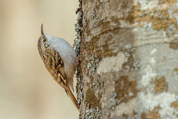 istock Eurasian treecreeper - Certhia familiaris 590052072