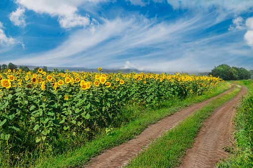Summer road. Summer landscape with field of sunflowers and dirt road. Rural landscape of empty road near sunflower field at summer day. Sunflower field road. Road running through a sunflower field