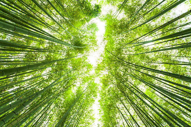 bosque de bambú, mira desde abajo - tree bamboo tall japanese culture fotografías e imágenes de stock