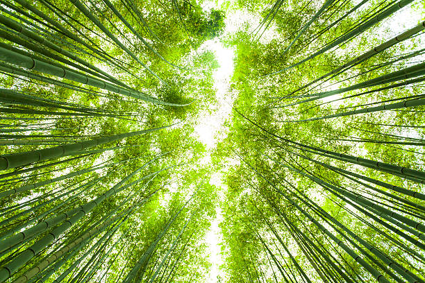 foresta di bambù, guarda dal basso - giant bamboo foto e immagini stock