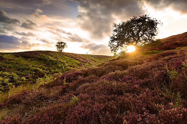 istock Summer Heather at dusk - Yorkshire Dales 590054832
