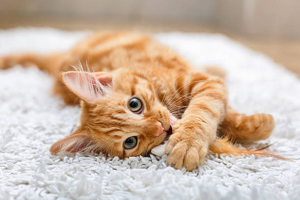 Kitten playing with toy mouse Kitten Harry loves to play with toys. This makes him feel like a real predator. ginger cat stock pictures, royalty-free photos & images