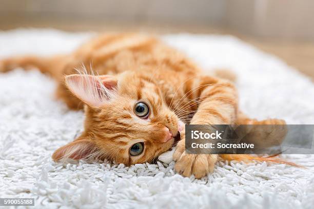 Kitten Playing With Toy Mouse Stock Photo - Download Image Now - Domestic Cat, Cute, Ginger Cat