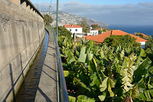 Levada irrigation channel with footpath through banana plantation on outskirts of Funchal, Madeira, Portugal