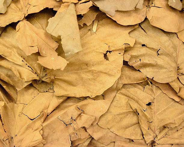 Dry Leaves Wallpaper In Thailand 3 Stock Photo - Download Image Now -  Abstract, Arts Culture and Entertainment, Autumn - iStock