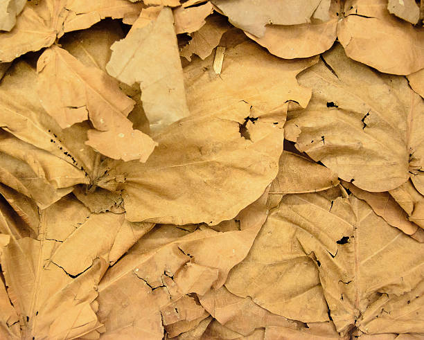Dry Leaves Wallpaper In Thailand 3 Stock Photo - Download Image Now - Abstract, Arts Culture and Entertainment, Autumn - iStock Dry Leaves Wallpaper In Thailand 3 Stock Photo - Download Image Now - Abstract, Arts Culture and Entertainment, Autumn - iStock