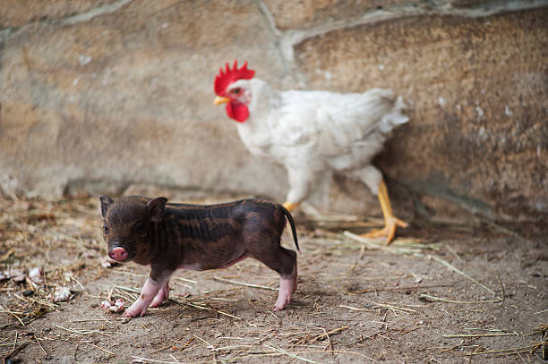 istock Little piglet and a rooster are playing. 590058952