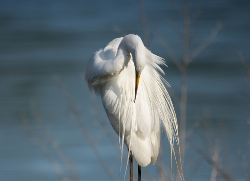 great white egret in the salt marsh at Huntington Beach State Park in South Carolina